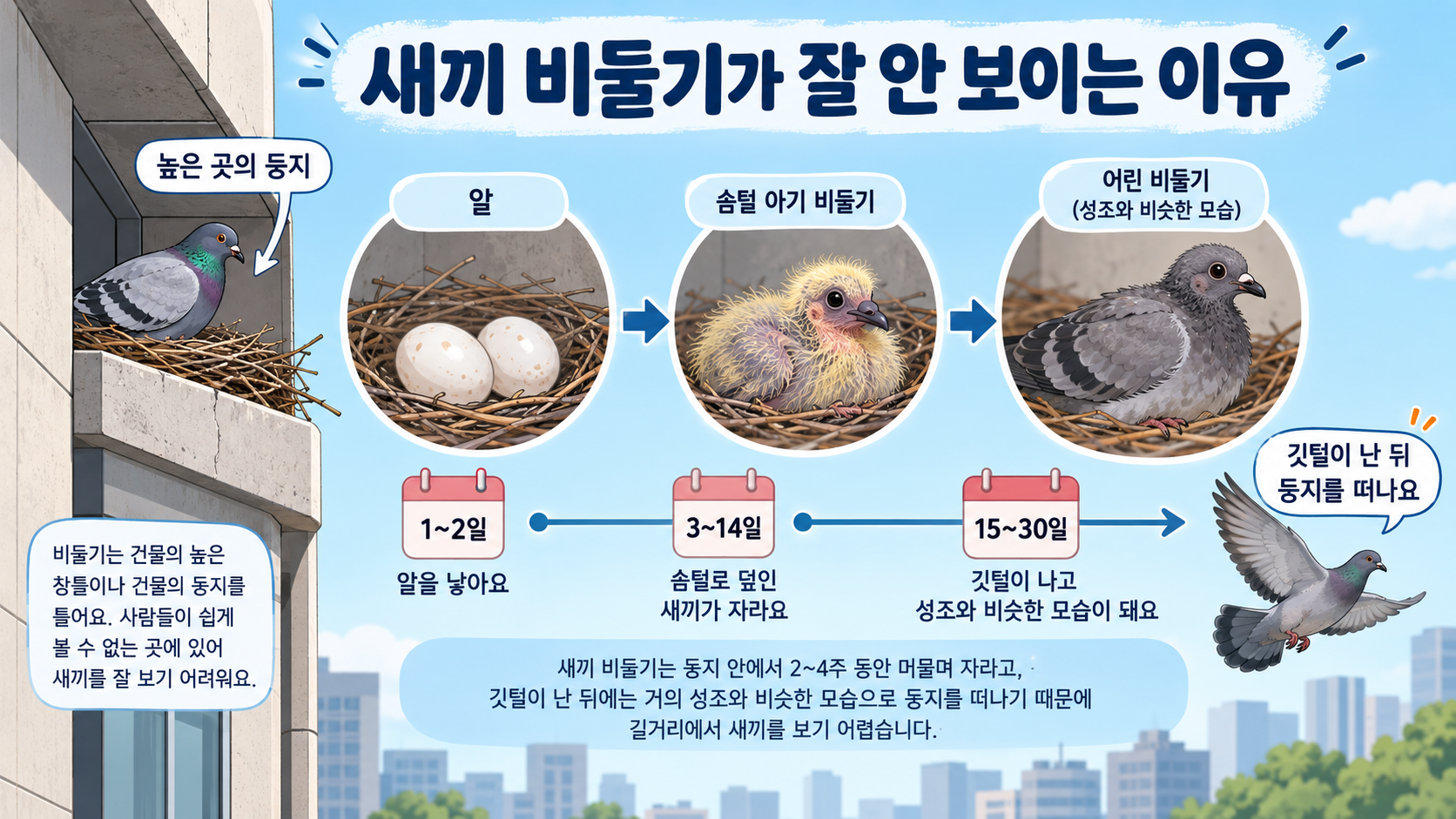새끼 비둘기가 둥지에서 자라 성조와 비슷해지는 과정을 보여 주는 정보 그림