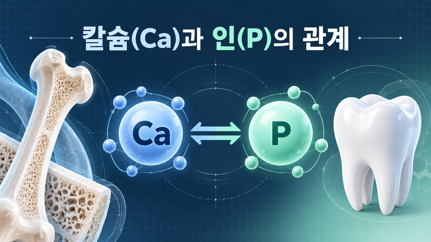 칼슘과 인의 관계를 뼈와 치아로 설명한 정보카드