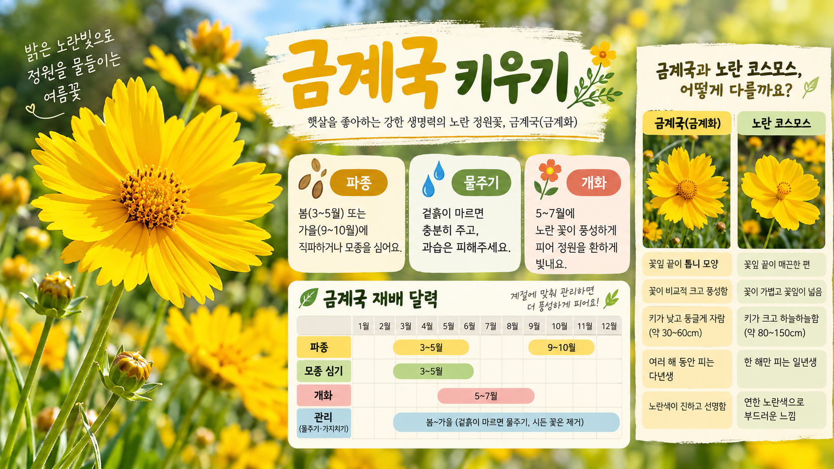 금계국 키우기와 노란 코스모스 비교 정보카드