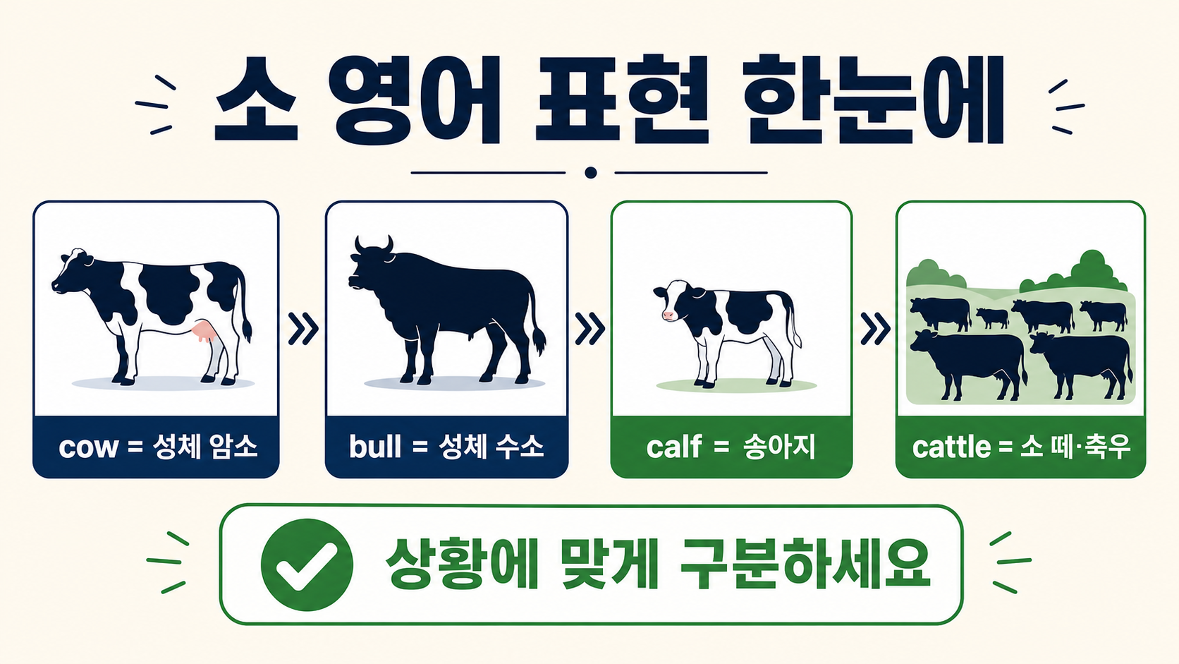 cow bull calf cattle의 뜻과 사용법을 정리한 한국어 정보 카드