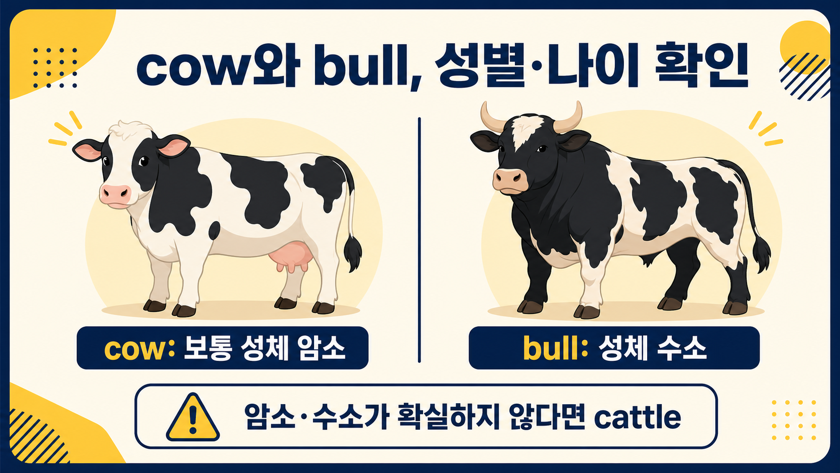 cow와 bull의 성별·나이 구분을 보여 주는 정보 카드