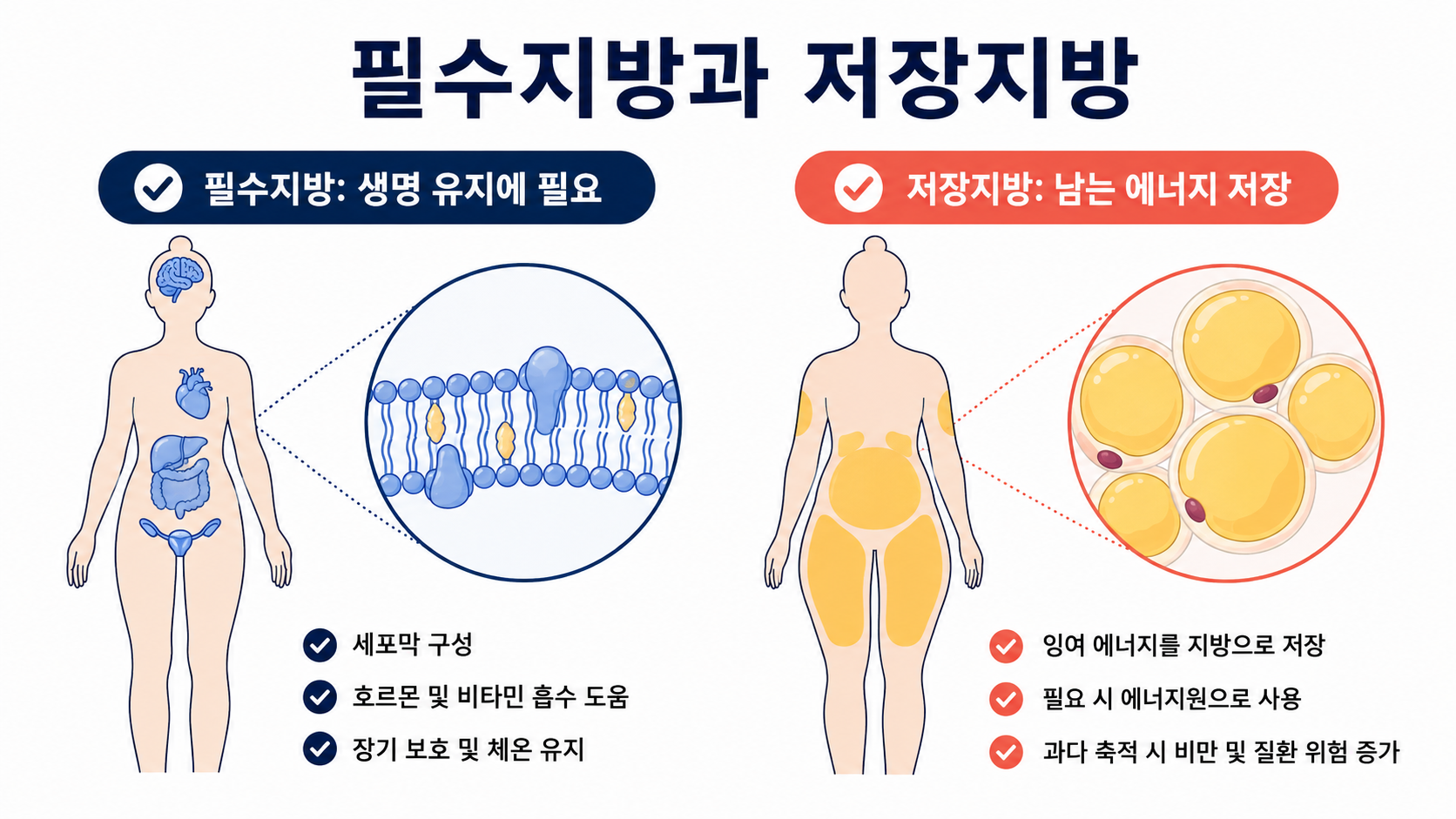 필수지방과 저장지방의 역할을 비교한 정보카드