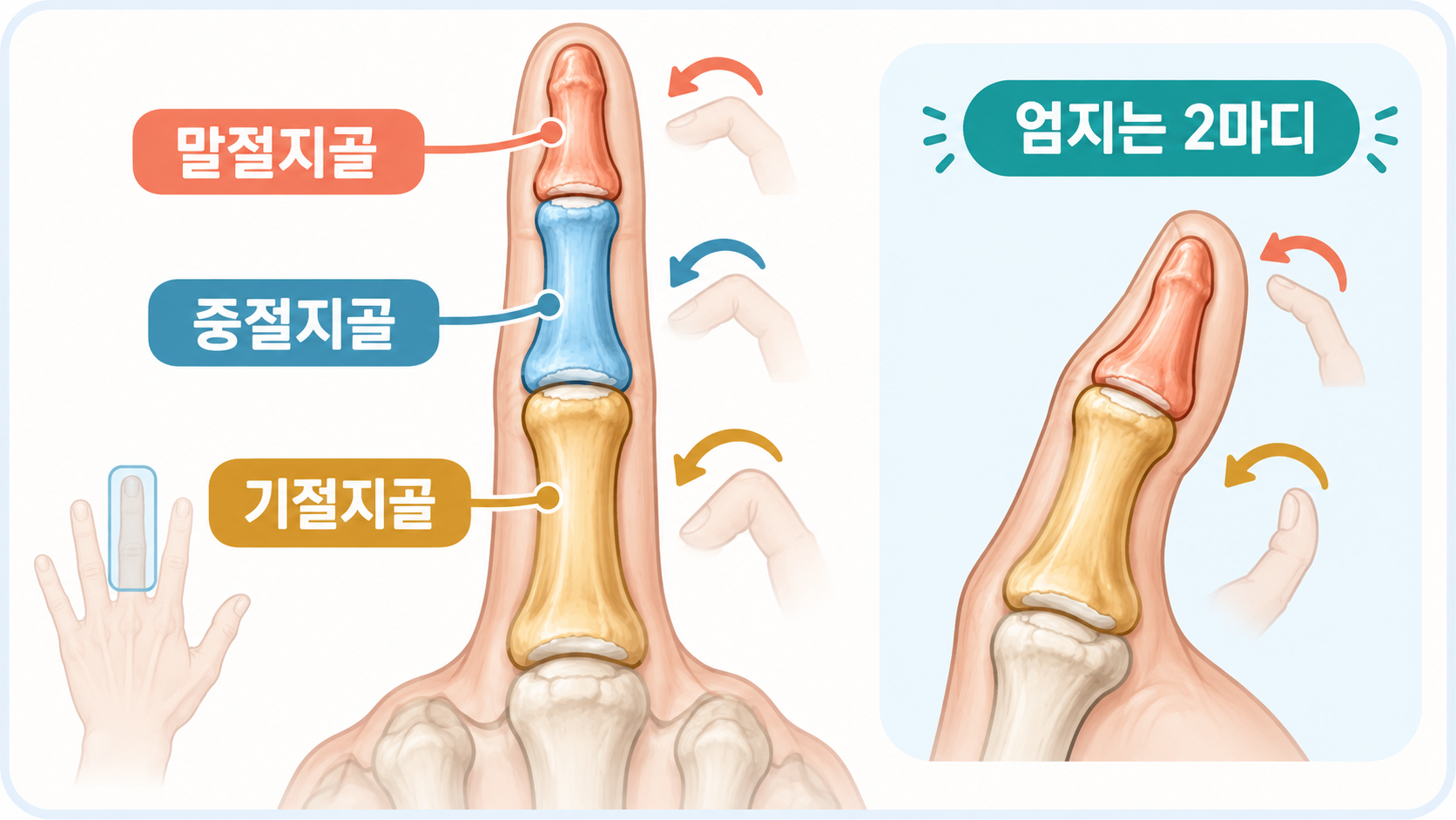 손가락의 말절·중절·기절지골을 구분한 한국형 정보카드