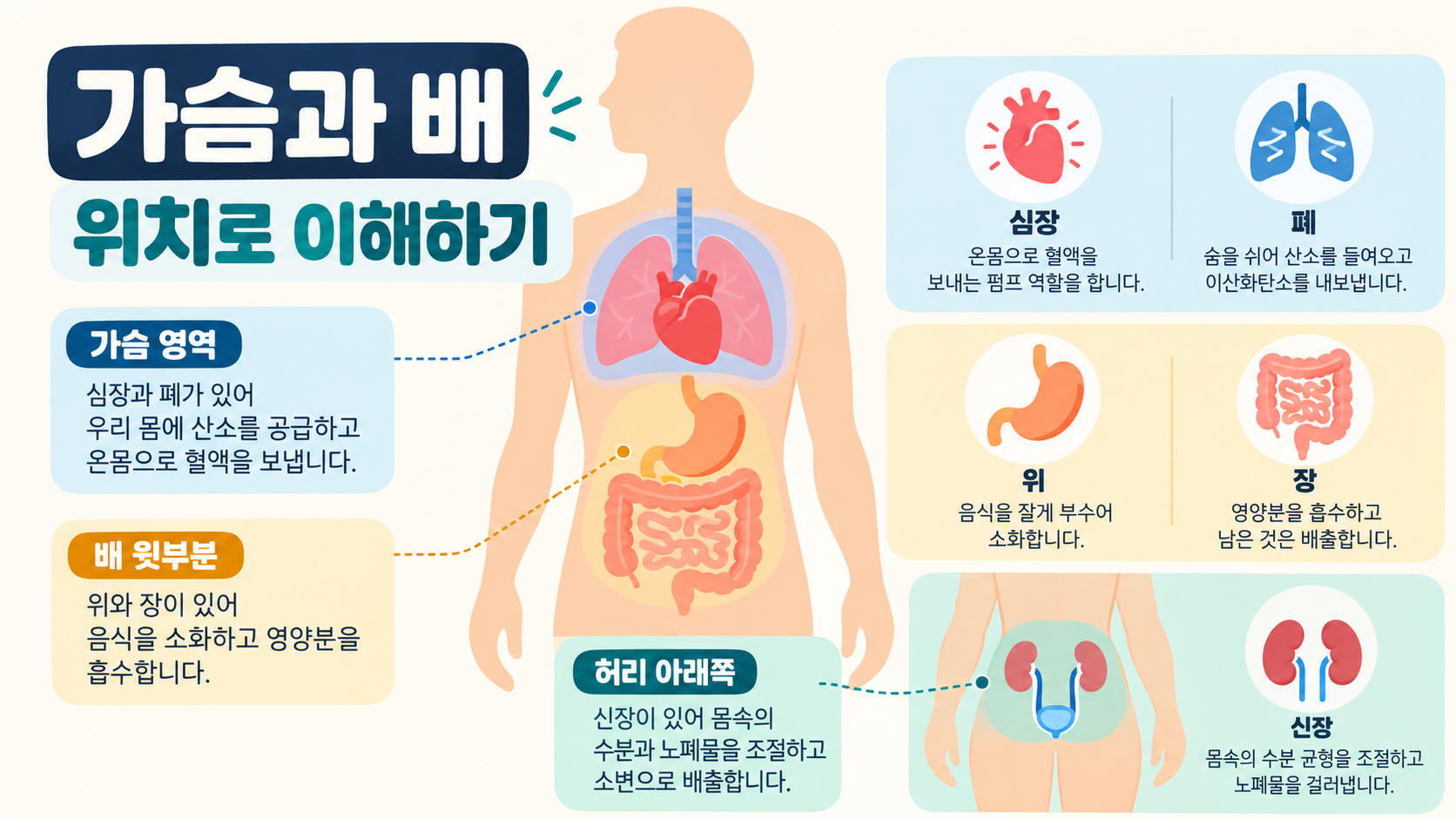 가슴과 배 부위의 장기 위치를 구분한 한국어 정보카드