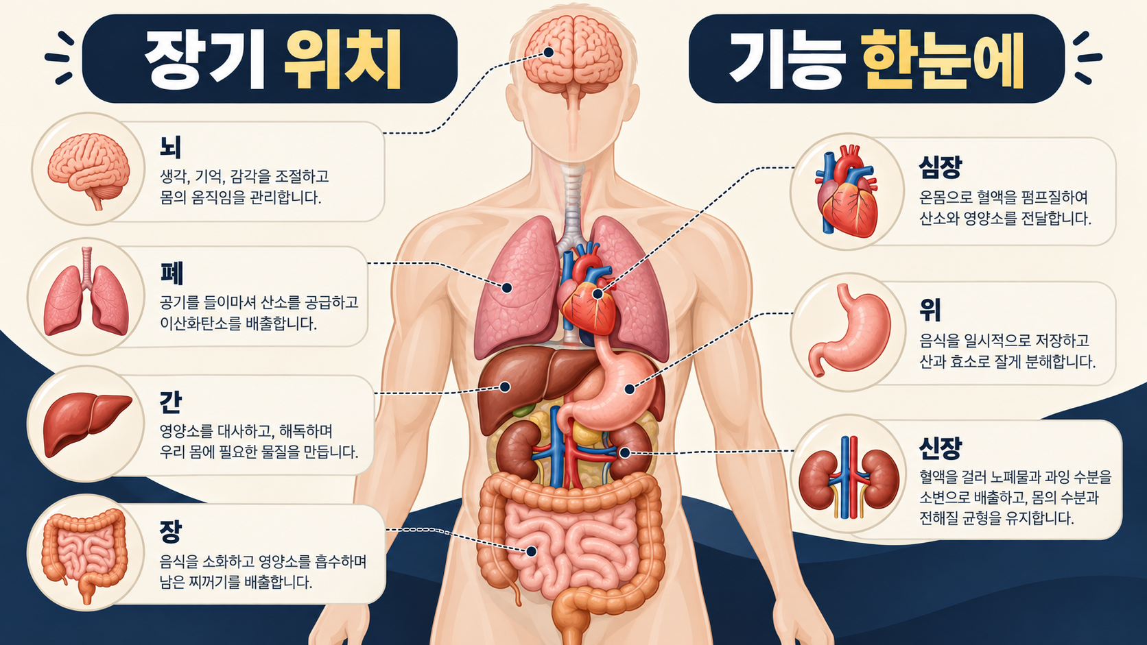 인체 주요 장기의 위치와 기능을 설명하는 한국어 정보카드