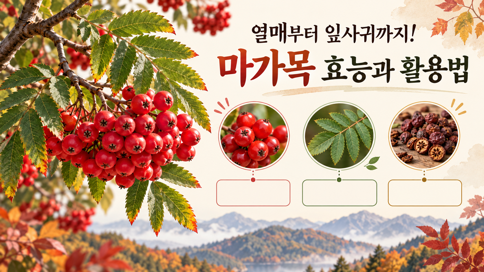 붉은 마가목 열매와 잎을 담은 정보카드