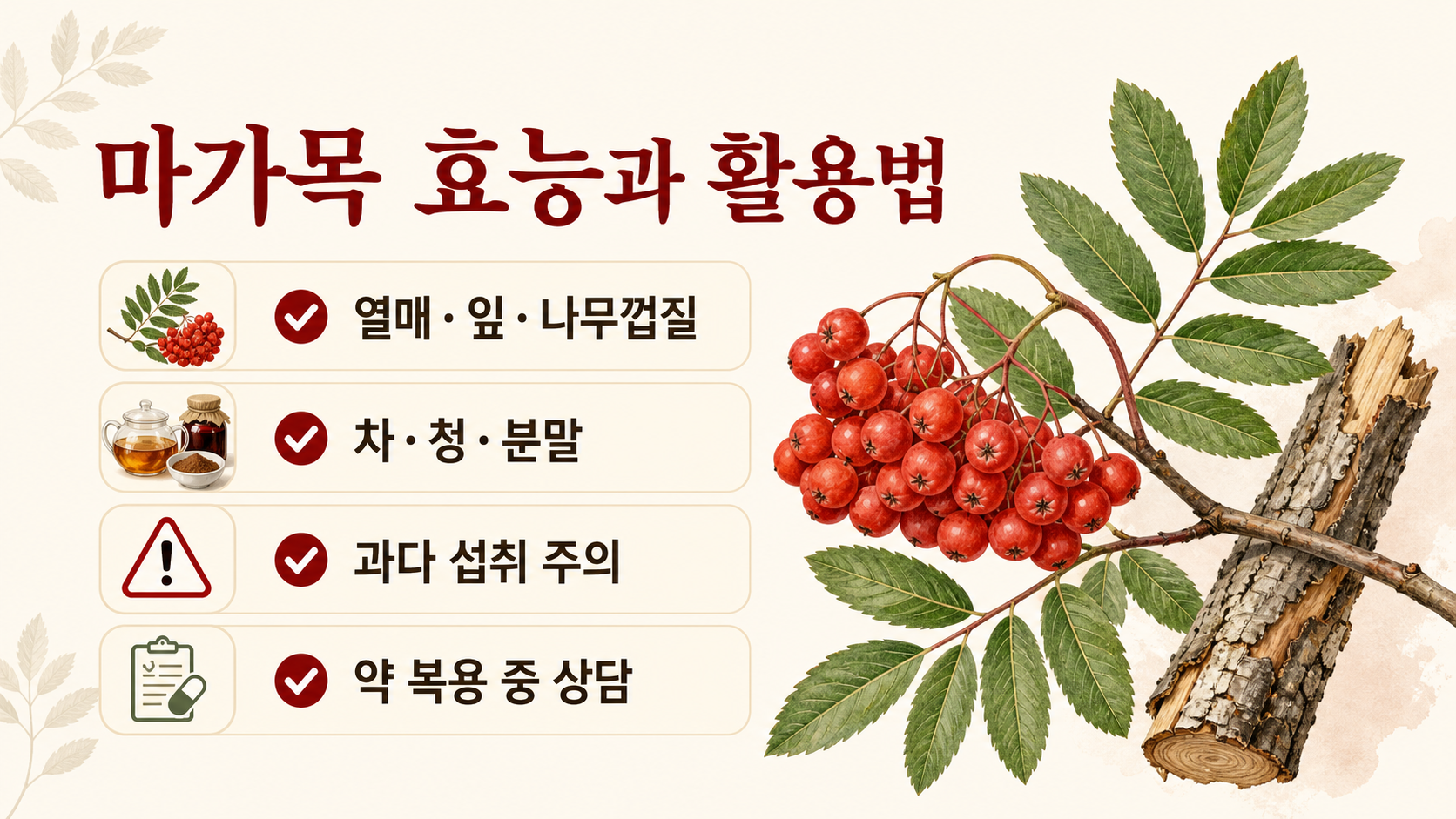 마가목 효능과 활용법, 차·청·분말과 섭취 주의점을 정리한 정보 카드