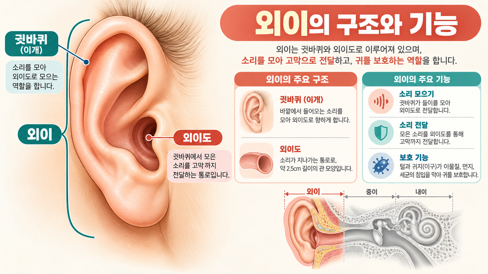 외이의 구조와 기능을 보여 주는 귓바퀴와 외이도 정보카드