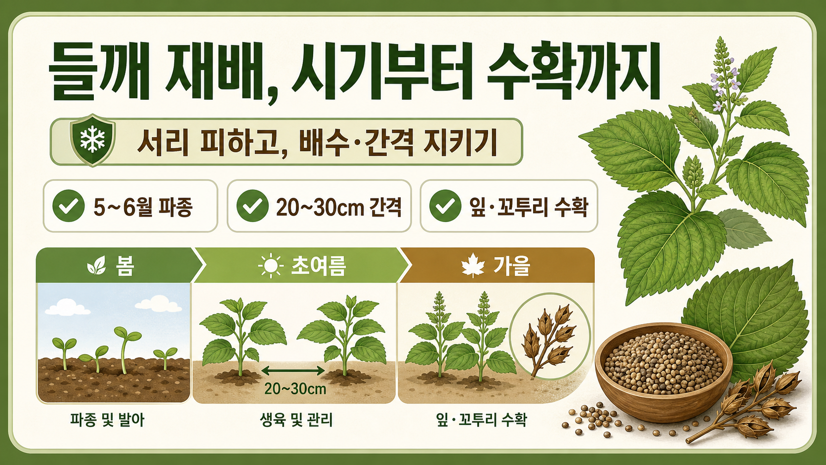 들깨 재배 시기부터 수확까지의 파종·간격·수확 정보를 정리한 카드