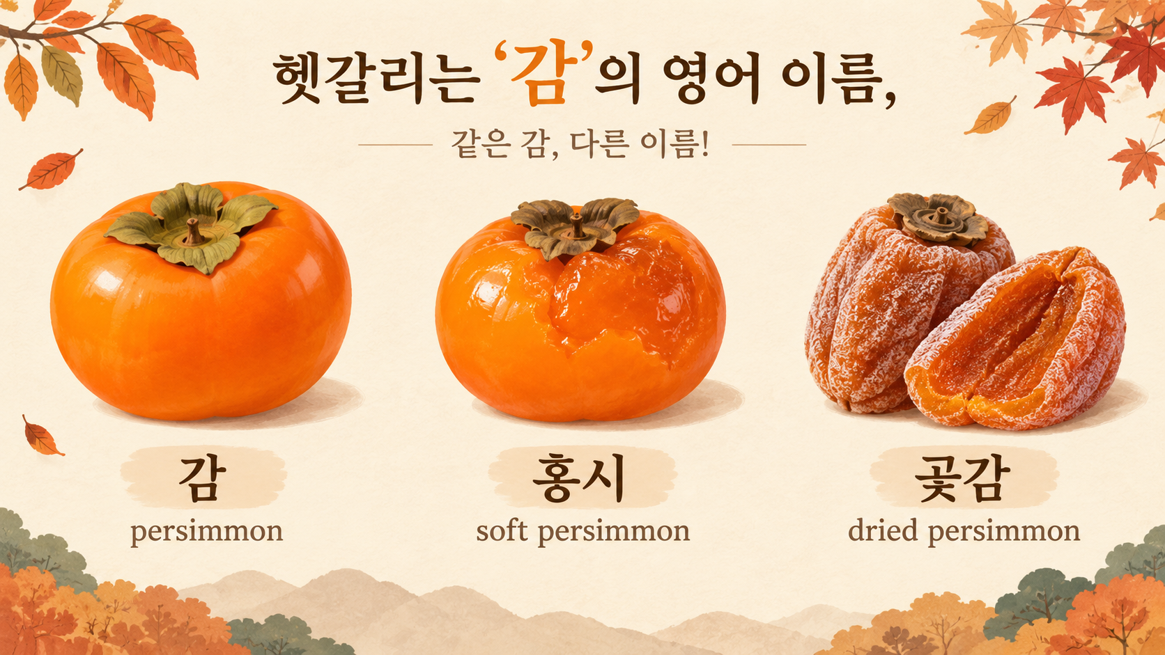 감 홍시 곶감과 persimmon 영어 표현을 비교한 정보카드