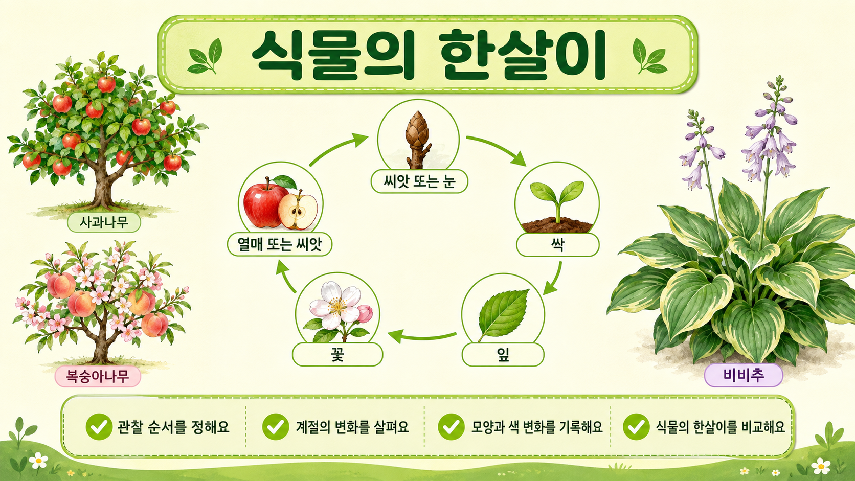 사과나무, 비비추, 복숭아나무의 한살이를 보여 주는 한국어 과학 정보 카드