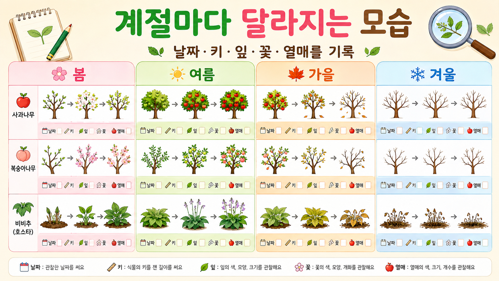 계절에 따라 사과나무와 복숭아나무, 비비추의 모습이 달라지는 관찰 기록표