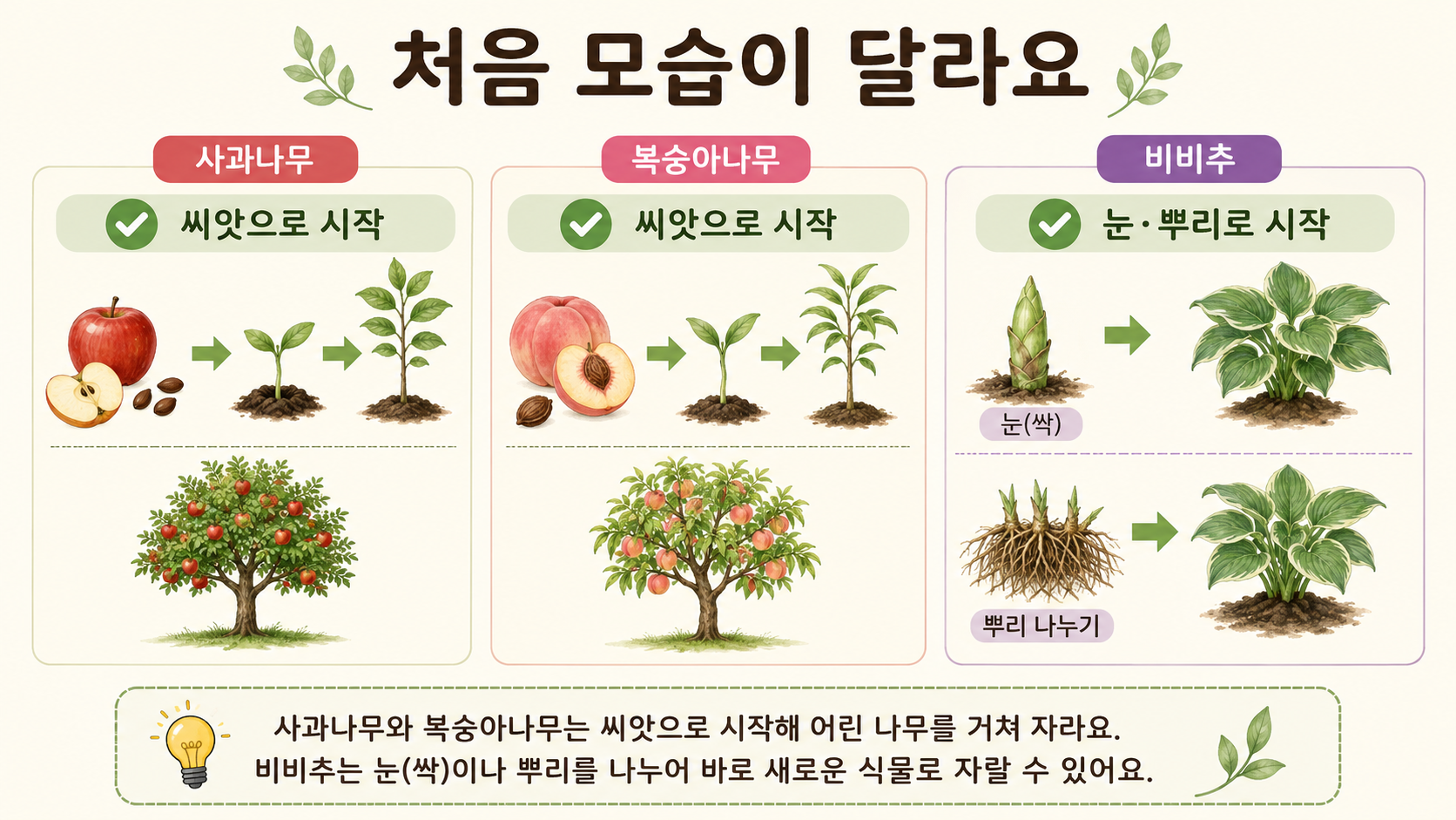 사과나무와 복숭아나무의 씨앗, 비비추의 눈과 뿌리에서 시작하는 모습을 비교한 정보 그림